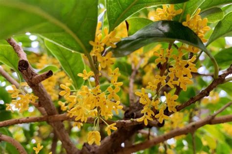 桂花風水|桂花树的风水禁忌有哪些？听说桂花树是家中凶祸之兆